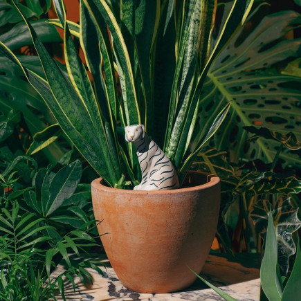 Jangal Tiger, Oya ou réserve d'eau pour plante, DOIY